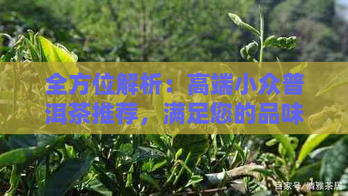 全方位解析：高端小众普洱茶推荐，满足您的品味需求与饮茶体验