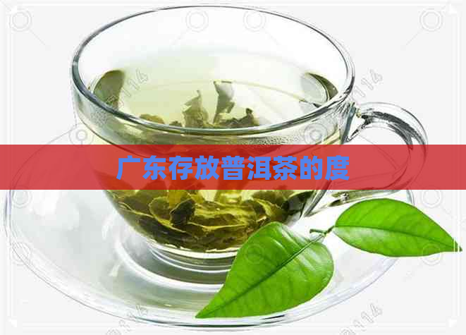 广东存放普洱茶的度