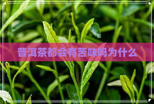 普洱茶都会有苦味吗为什么