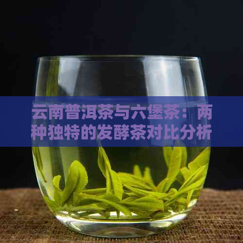 云南普洱茶与六堡茶：两种独特的发酵茶对比分析