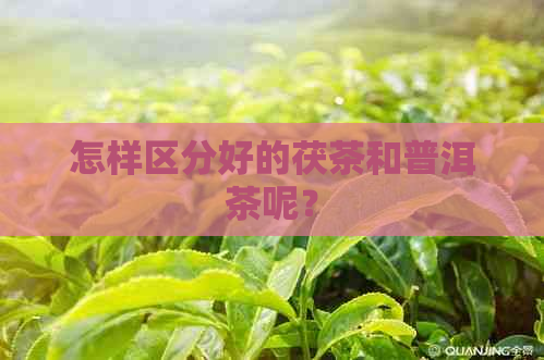 怎样区分好的茯茶和普洱茶呢？