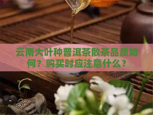 云南大叶种普洱茶散茶品质如何？购买时应注意什么？