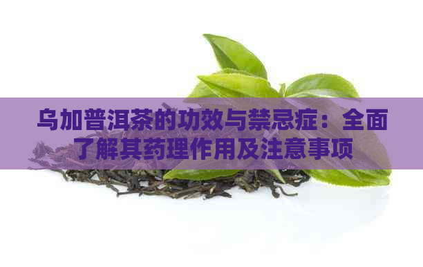 乌加普洱茶的功效与禁忌症：全面了解其药理作用及注意事项