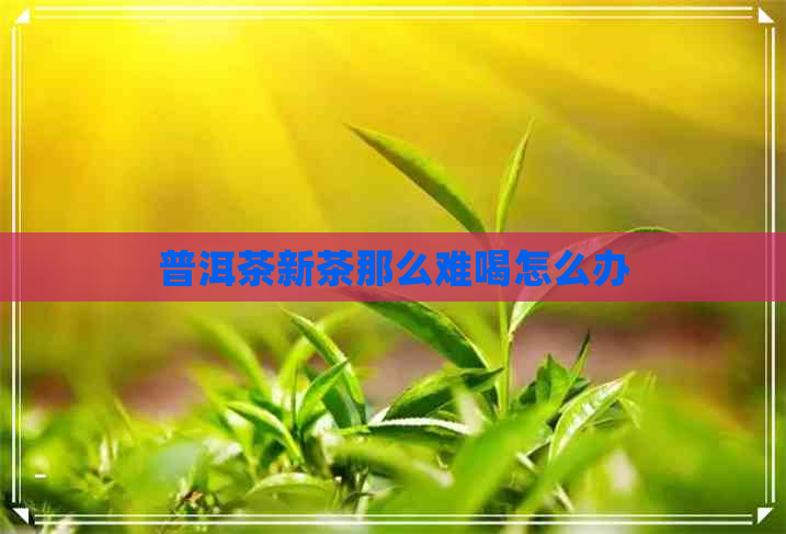 普洱茶新茶那么难喝怎么办