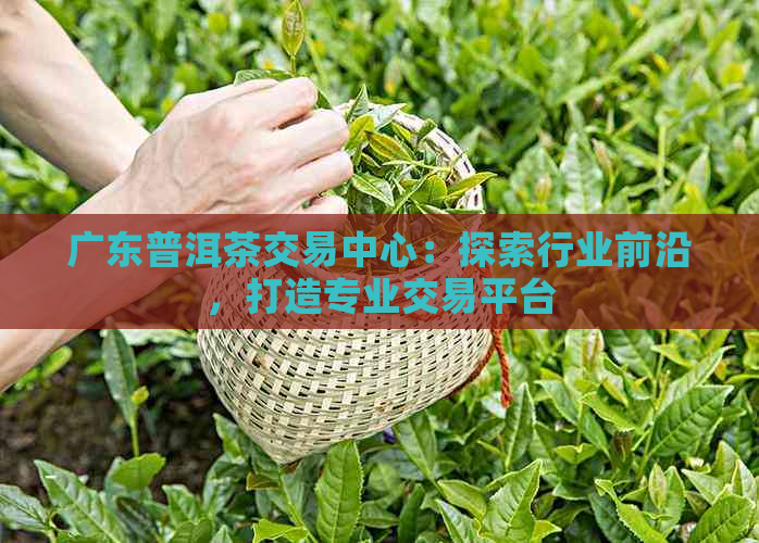 广东普洱茶交易中心：探索行业前沿，打造专业交易平台