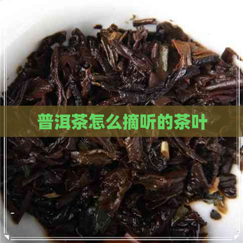 普洱茶怎么摘听的茶叶