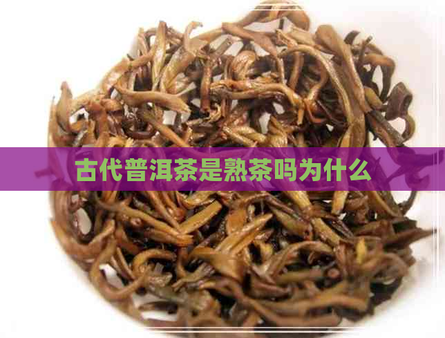 古代普洱茶是熟茶吗为什么