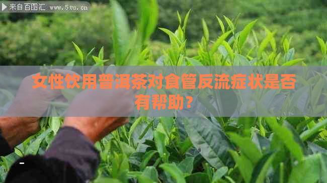 女性饮用普洱茶对食管反流症状是否有帮助？