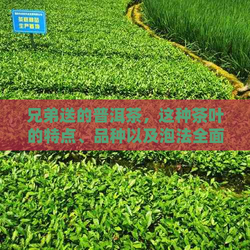 兄弟送的普洱茶，这种茶叶的特点、品种以及泡法全面解析