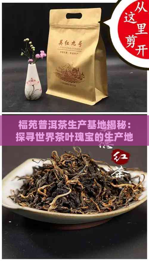 福苑普洱茶生产基地揭秘：探寻世界茶叶瑰宝的生产地