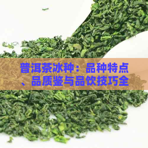 普洱茶冰种：品种特点、品质鉴与品饮技巧全面解析