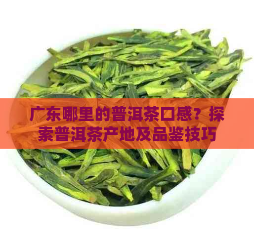 广东哪里的普洱茶口感？探索普洱茶产地及品鉴技巧