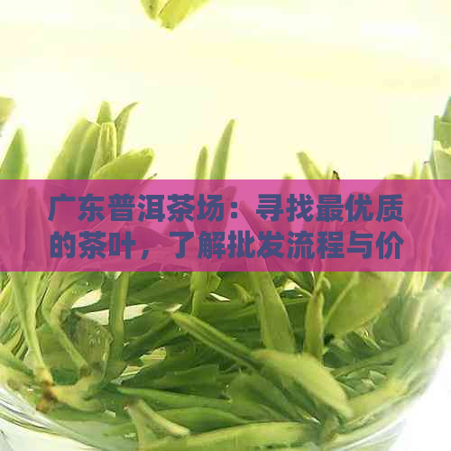 广东普洱茶场：寻找更优质的茶叶，了解批发流程与价格，以及购买指南