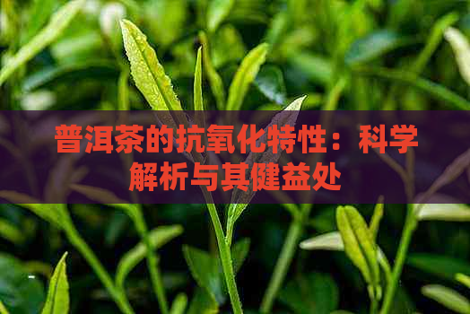 普洱茶的抗氧化特性：科学解析与其健益处