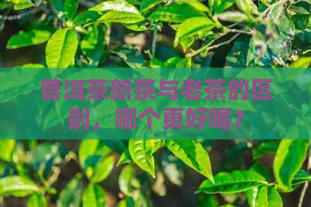 普洱茶新茶与老茶的区别，哪个更好喝？