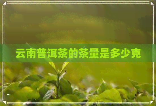 云南普洱茶的茶量是多少克