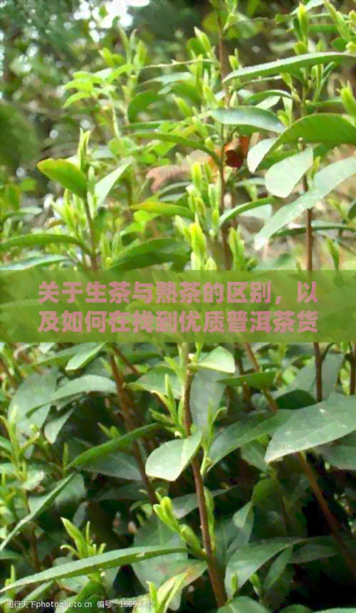 关于生茶与熟茶的区别，以及如何在找到优质普洱茶货源的详细介绍