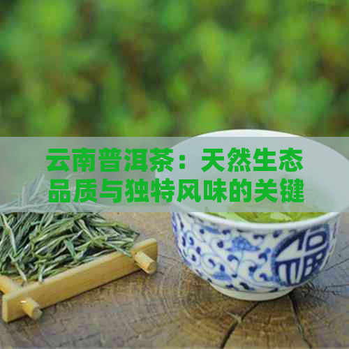 云南普洱茶：天然生态品质与独特风味的关键特征