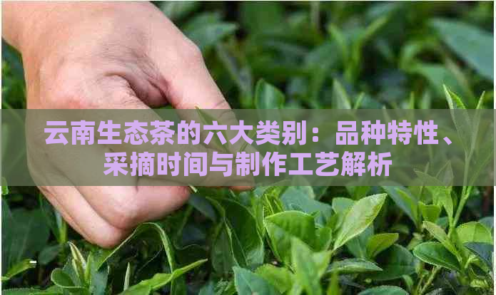 云南生态茶的六大类别：品种特性、采摘时间与制作工艺解析