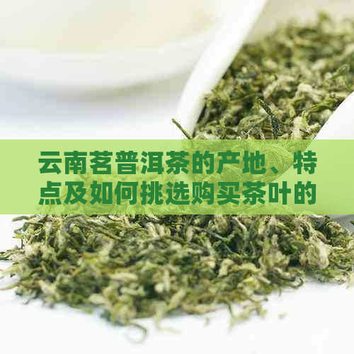 云南茗普洱茶的产地、特点及如何挑选购买茶叶的全面指南