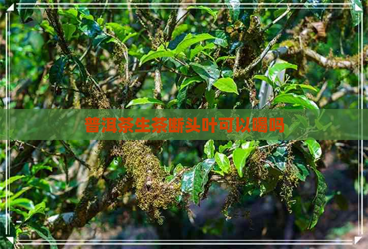 普洱茶生茶断头叶可以喝吗