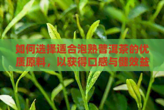 如何选择适合泡熟普洱茶的优质原料，以获得口感与健效益？