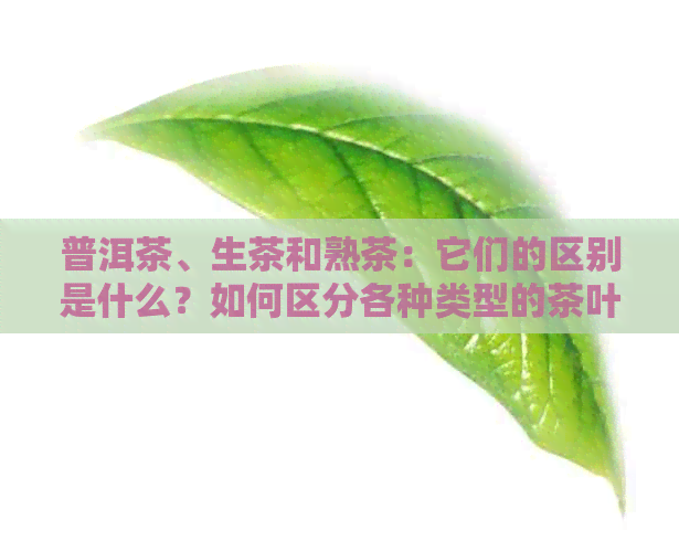 普洱茶、生茶和熟茶：它们的区别是什么？如何区分各种类型的茶叶？