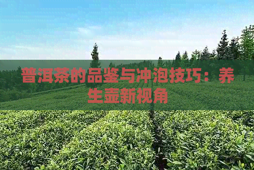 普洱茶的品鉴与冲泡技巧：养生壶新视角