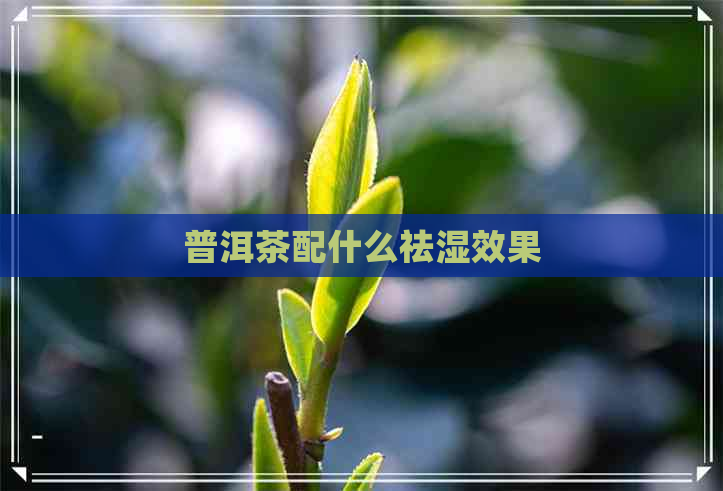 普洱茶配什么祛湿效果