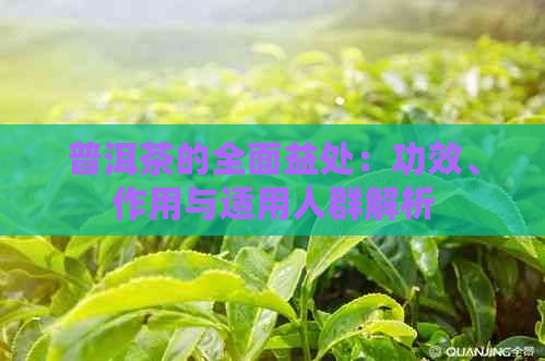 普洱茶的全面益处：功效、作用与适用人群解析