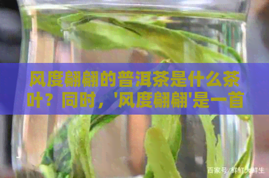 风度翩翩的普洱茶是什么茶叶？同时，'风度翩翩'是一首歌曲的名字。