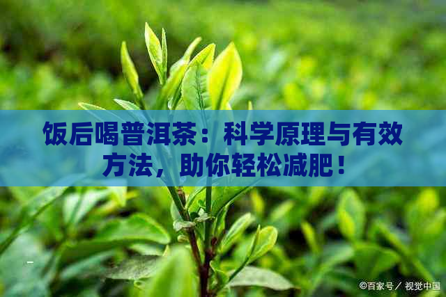 饭后喝普洱茶：科学原理与有效方法，助你轻松减肥！