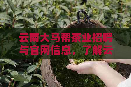 云南大马帮茶业招聘与官网信息，了解云南大马帮饮料及商贸业务