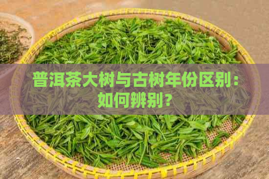 普洱茶大树与古树年份区别：如何辨别？