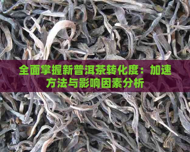 全面掌握新普洱茶转化度：加速方法与影响因素分析