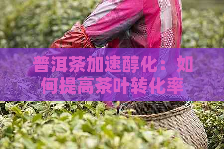 普洱茶加速醇化：如何提高茶叶转化率