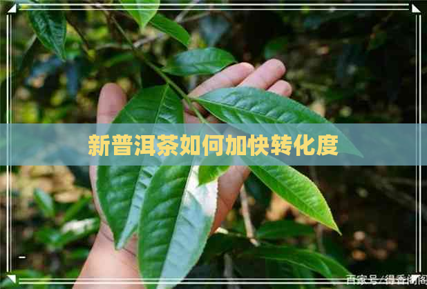 新普洱茶如何加快转化度