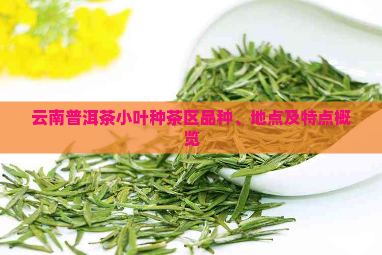 云南普洱茶小叶种茶区品种、地点及特点概览