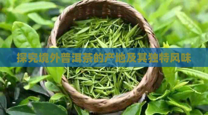 探究境外普洱茶的产地及其独特风味