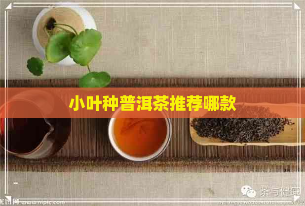 小叶种普洱茶推荐哪款