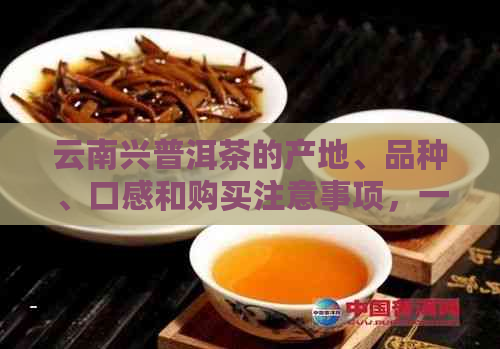 云南兴普洱茶的产地、品种、口感和购买注意事项，一文全面解析！