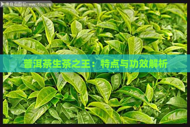 普洱茶生茶之王：特点与功效解析