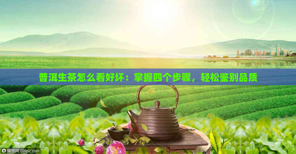 普洱生茶怎么看好坏：掌握四个步骤，轻松鉴别品质