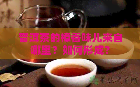 普洱茶的樟香味儿来自哪里？如何形成？