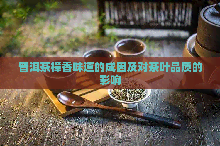 普洱茶樟香味道的成因及对茶叶品质的影响