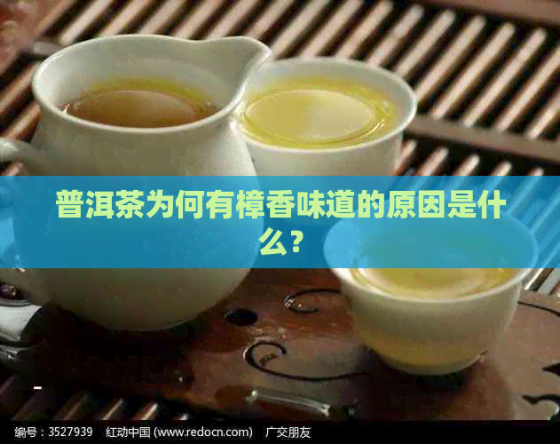 普洱茶为何有樟香味道的原因是什么？