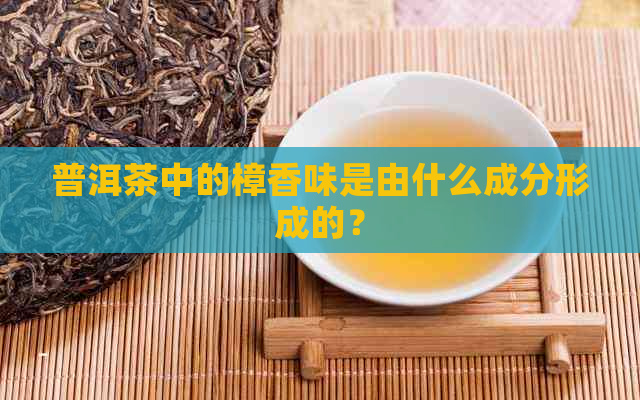 普洱茶中的樟香味是由什么成分形成的？