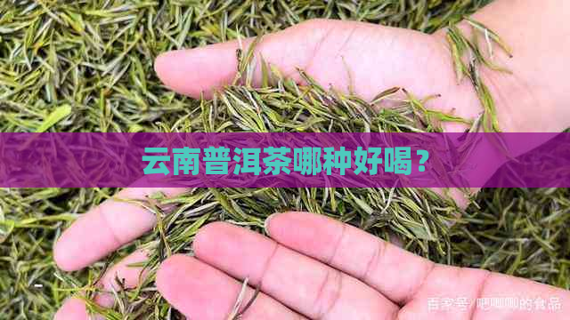 云南普洱茶哪种好喝？