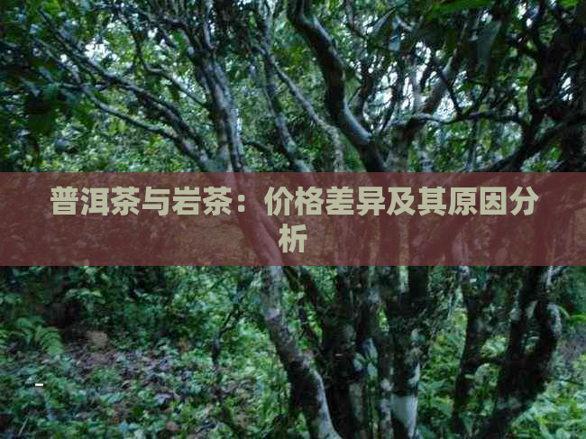 普洱茶与岩茶：价格差异及其原因分析