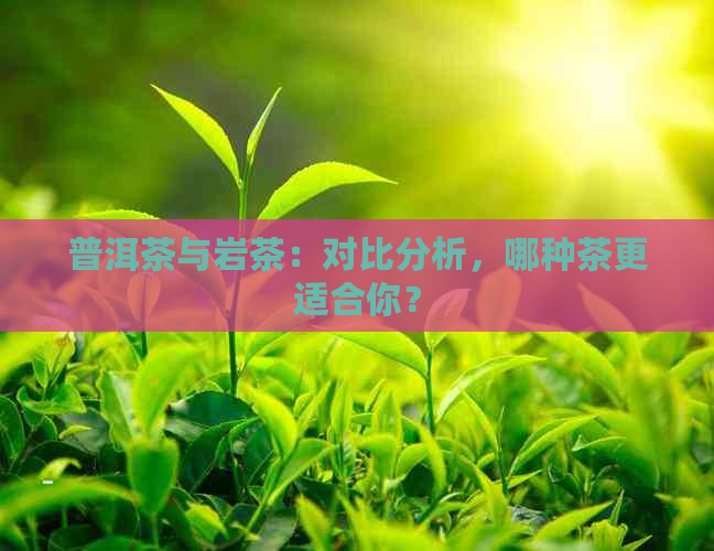 普洱茶与岩茶：对比分析，哪种茶更适合你？